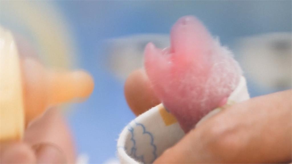 等同人類57歲！　19歲貓熊「盈盈」創「高齡產婦」紀錄