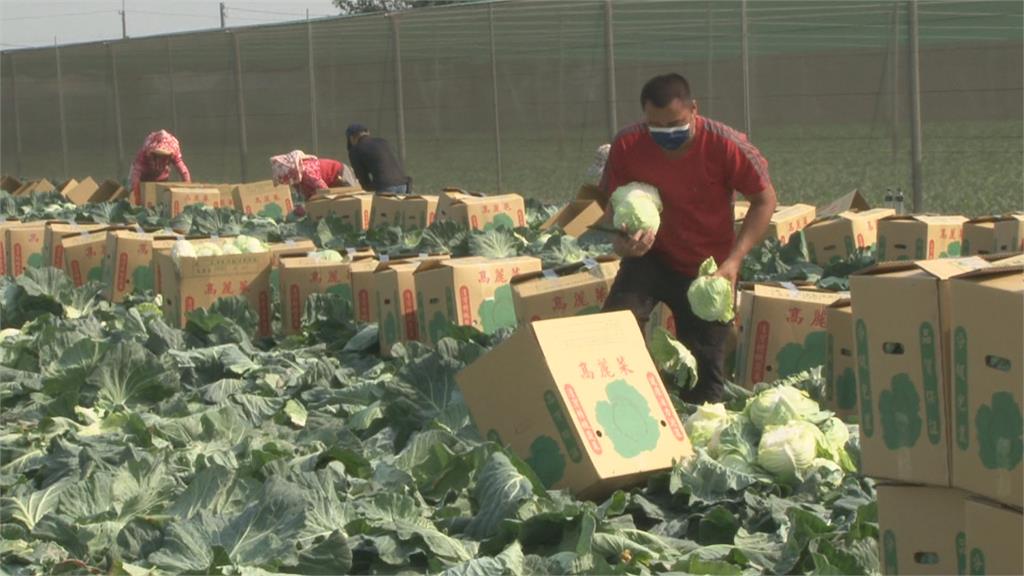 霸氣印刷公司買10萬公斤高麗菜 企業採購雲林高麗菜 拋磚引玉助農民