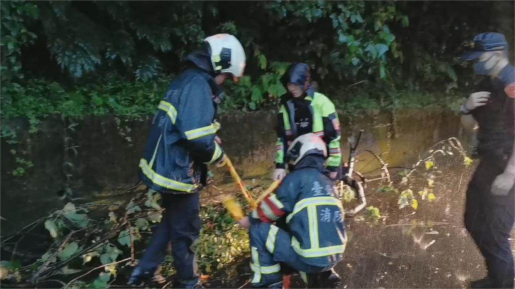 台北內湖清晨樹木倒塌　影響行車緊急清除