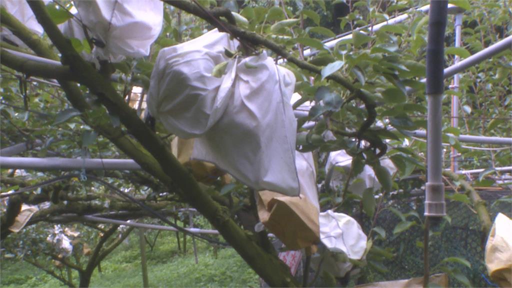 防鳥害！水梨套上「布補袋」　密度高「鳥類無法啄食」