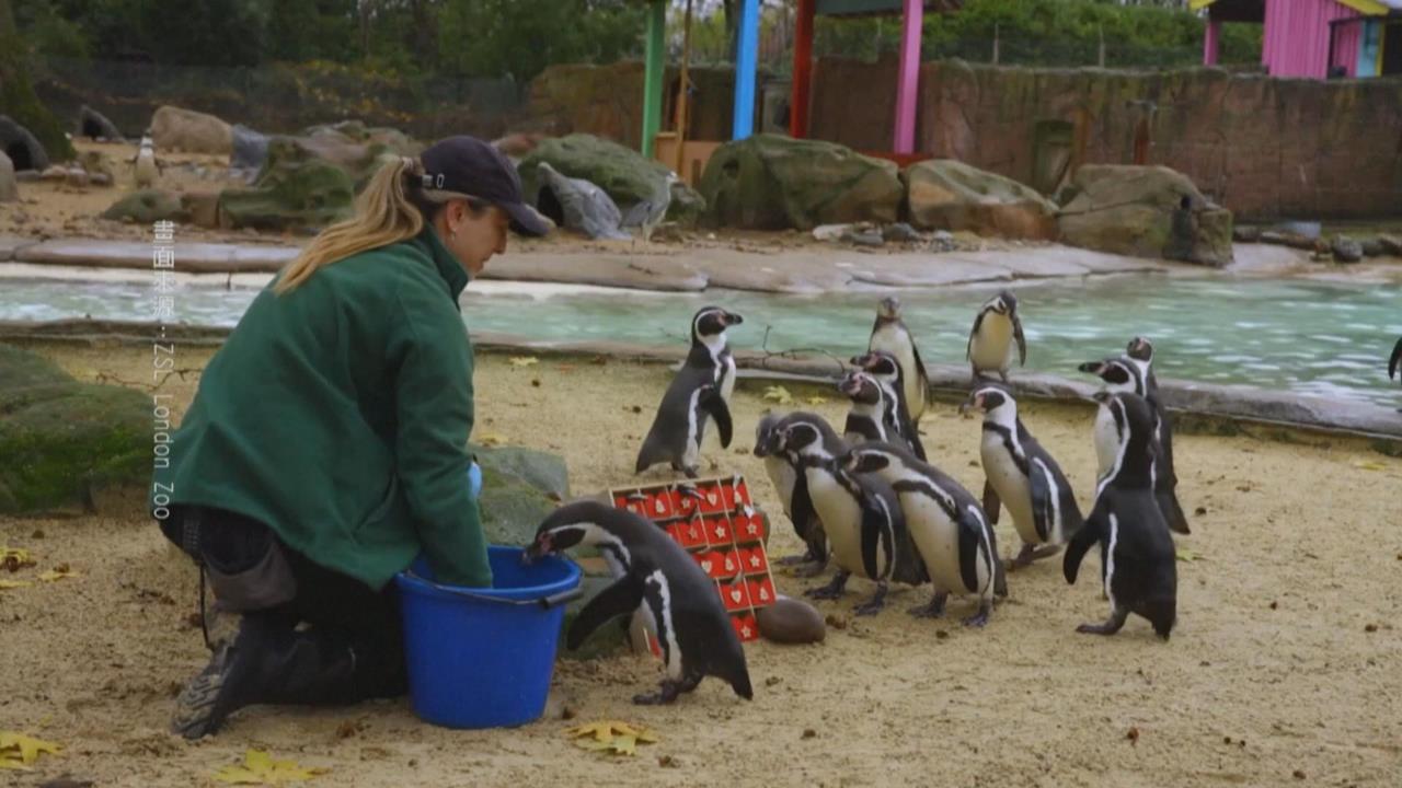英國倫敦動物園慶聖誕　可愛企鵝搶先吃鮮魚大餐