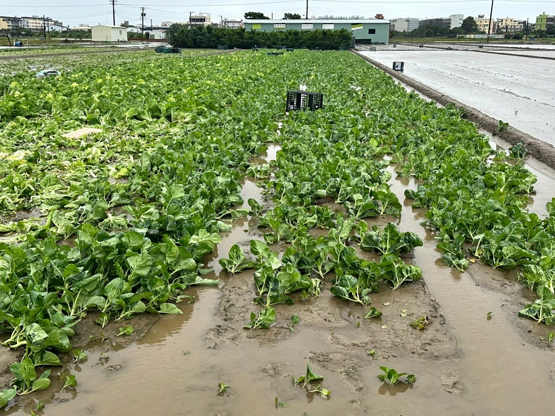 中颱杜蘇芮造成南部農損近2億元　卻有稻田和蚵棚災損輕微？