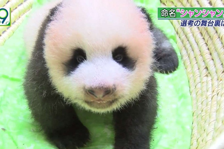 上野動物園貓熊寶寶 正式取名「香香」