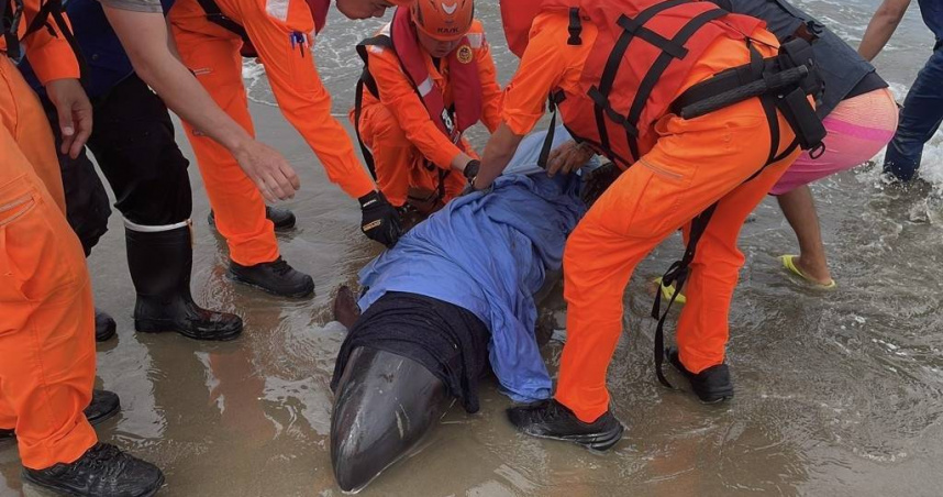 疑遭大魚追趕闖沙灘受困 大量小虎鯨擱淺屏東車城4隻死亡
