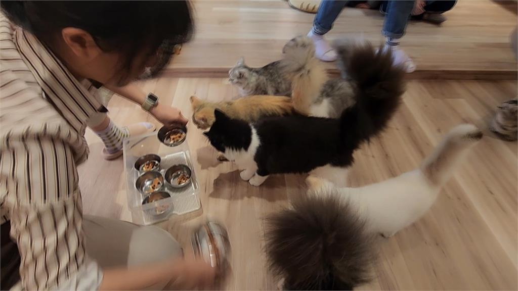 毛小孩經濟發威！　2/22貓之日貓咖人氣超熱門