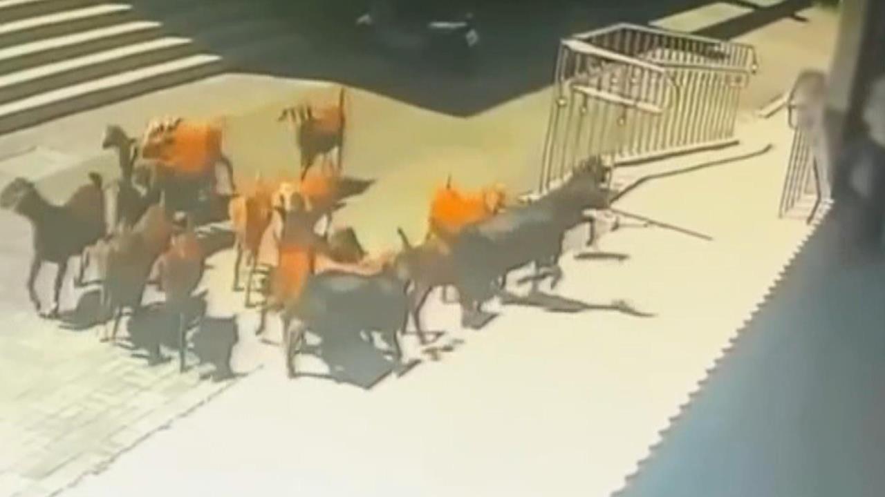 口渴了！被19隻羊尾隨追著跑　提水桶男嚇壞報警