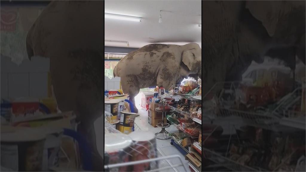 泰國大象闖雜貨店吃Buffet　狂嗑"米餅.三明治"趕不走