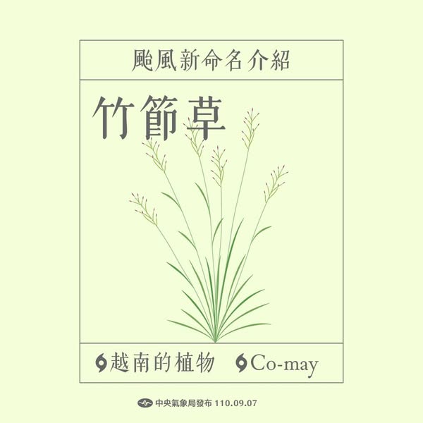 快新聞／颱風不叫竹節蟲是「竹節草」　氣象署揭露命名由來