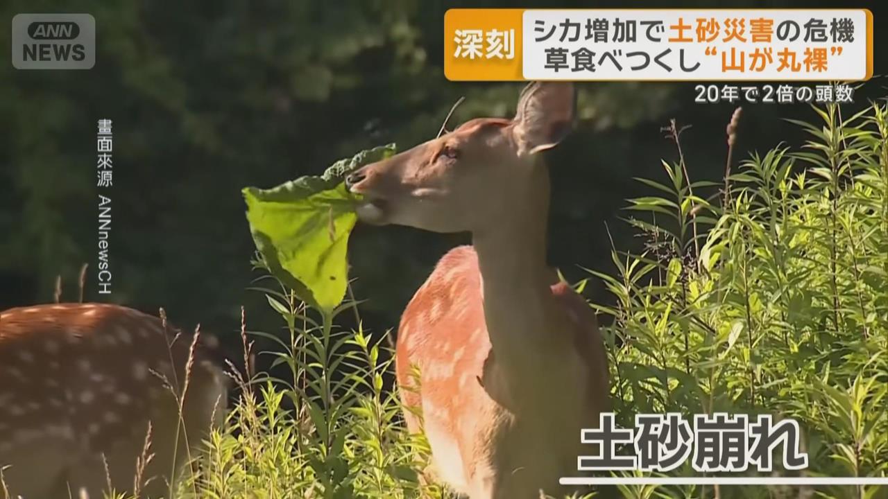 日本野鹿氾濫啃光山坡雜草　恐成引發土石災害元凶