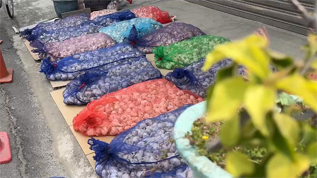 蒜頭產季到！濕蒜室外通風曬乾　竊賊半夜光顧「整袋蒜頭」扛了就走