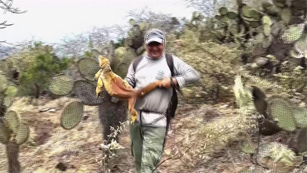 加拉巴哥群島「這特有種」一度瀕危　「綠皮膚寶寶」復育有成逐漸壯大