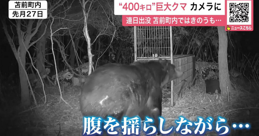日本熊襲事件頻傳！北海道「400公斤巨熊」出沒　肥到鑽不進捕獸籠