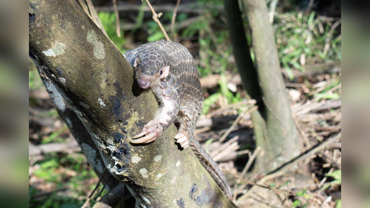 快新聞／大年初五拯救穿山甲！北市動物園號召全民出動