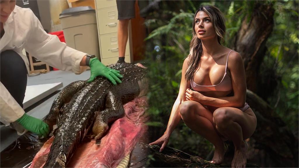 震撼！女科學家徒手抓鱷魚、剖蟒蛇　本尊竟是火辣「傲人上圍」模特