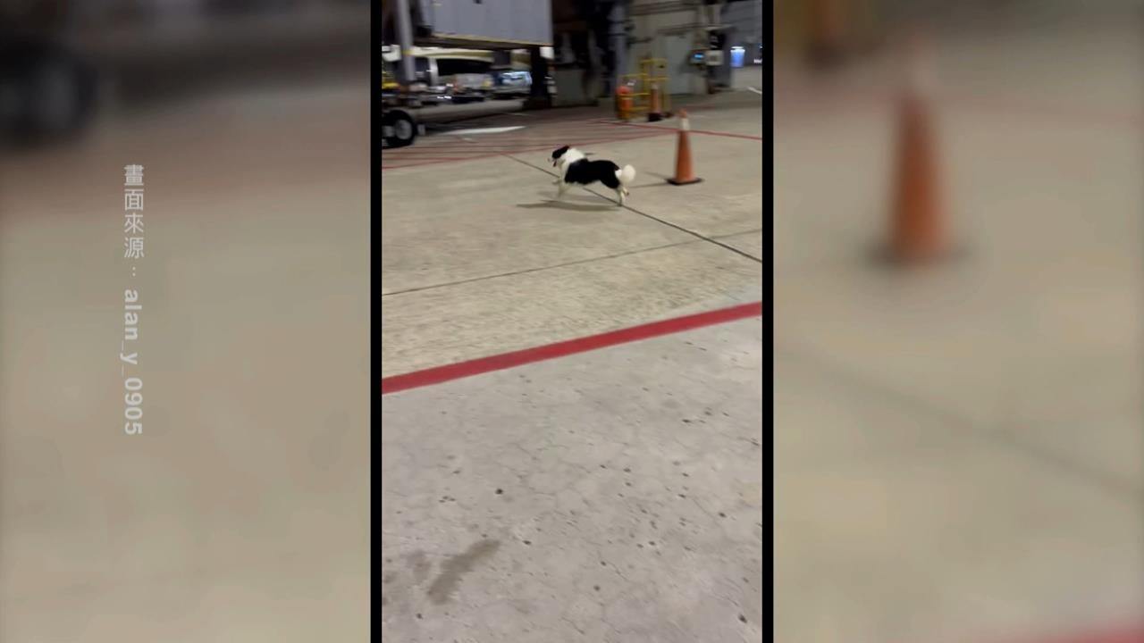 邊牧「越獄」在桃機機坪狂奔 網笑翻:牠要趕飛機