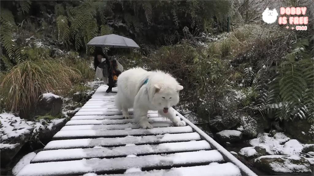 直衝思源埡口追雪！巨型貴賓見雪嗨到爆　飼主看傻：是不是混到雪橇犬