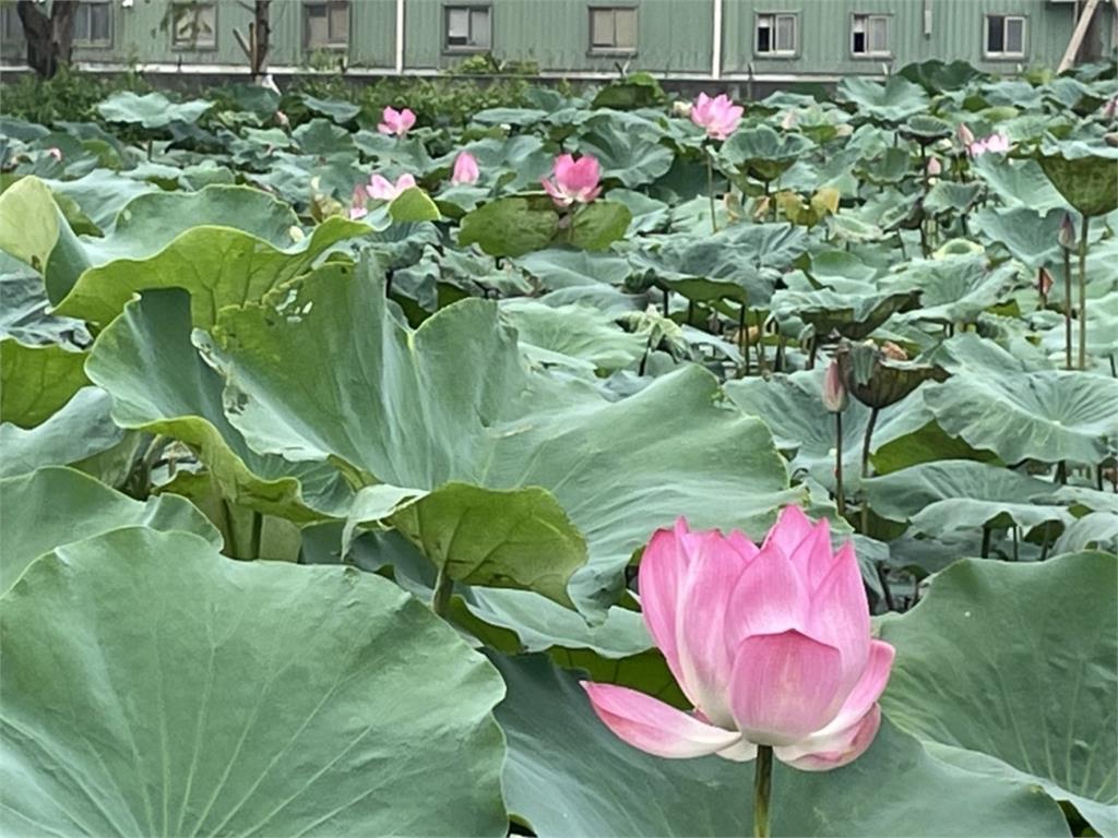 桃林鐵路秘境荷花池大公開　邀民眾體驗鐵路歷史時光