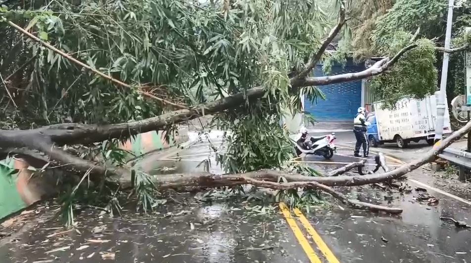 快新聞／大雨炸新北！ 五股登林路大樹倒塌橫躺路面、雙向交通受阻