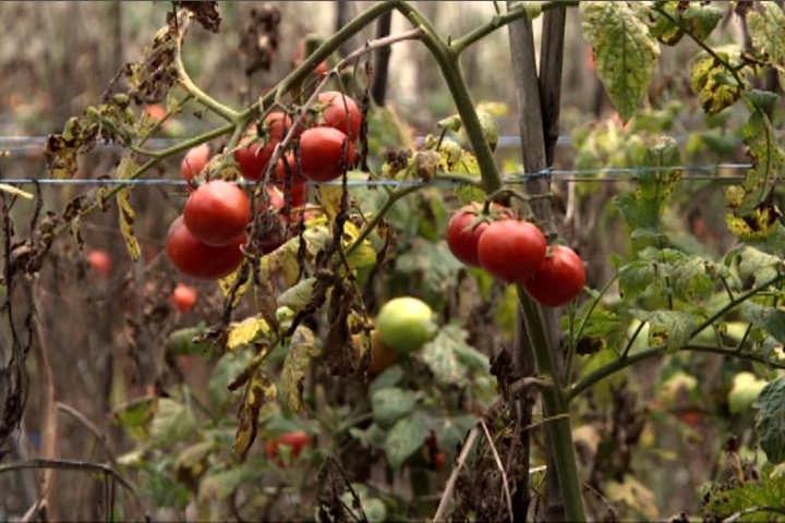 減產逾5成沒賺頭「牛番茄紅了、農民臉綠了」