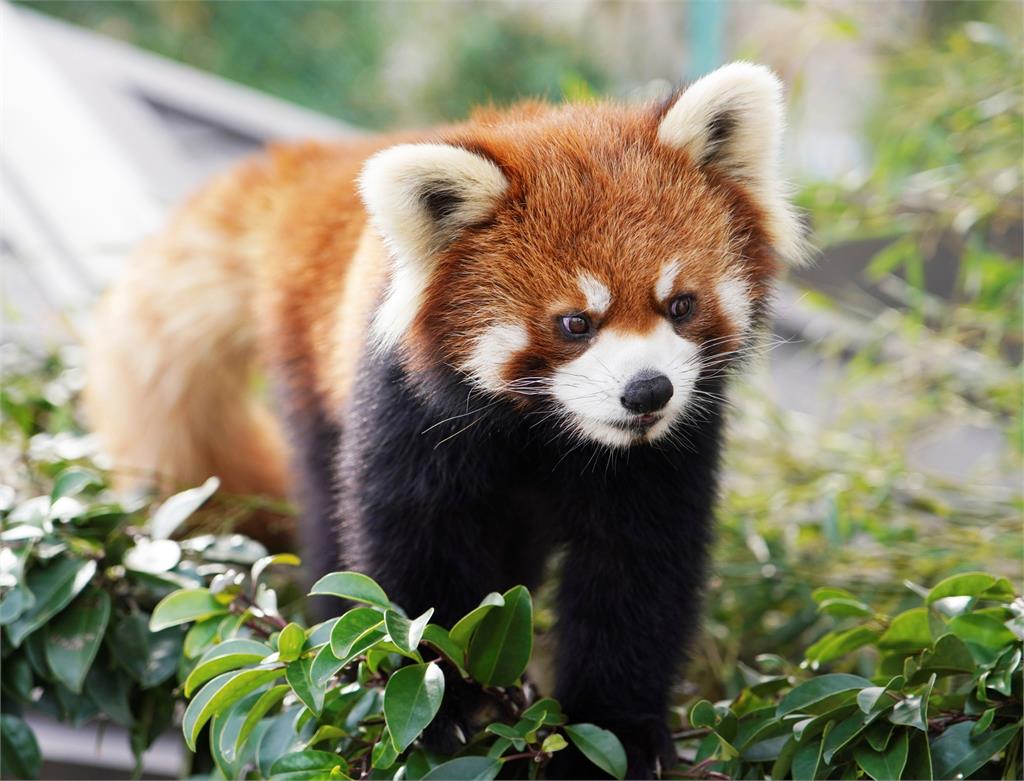 日本西山動物園「人氣小貓熊」票選　8歲資深「小望」奪冠