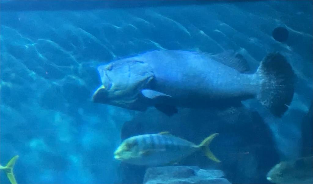 海洋公園龍膽石斑「嘴巴開開」悠游　解說人員說「這原因」導致下巴脫臼