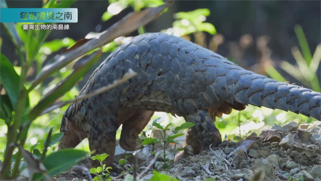 守護台灣多樣豐富生態　落實生物永續