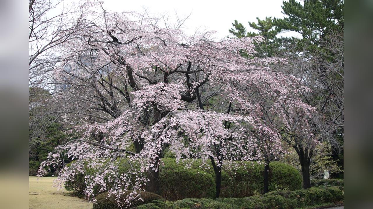 東京皇居東御苑湧人潮　罕見黃綠色櫻花四月綻放