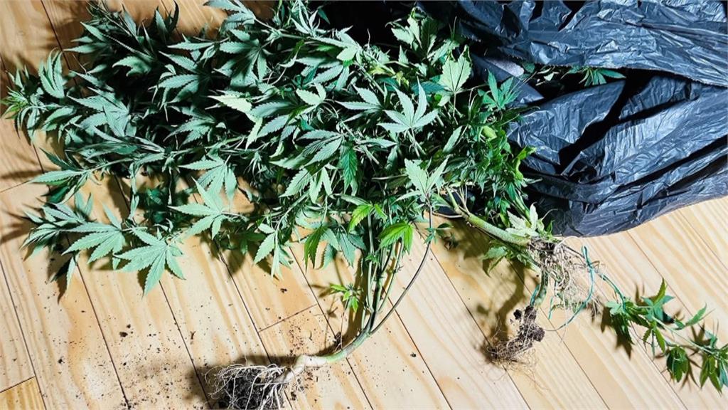 宜蘭警跨縣市追蹤毒品案　警方攻堅住處驚見滿地大麻活株