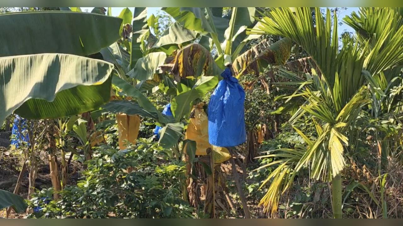 高雄、嘉義獼猴氾濫惹民怨 中常委陳情獲總統指示