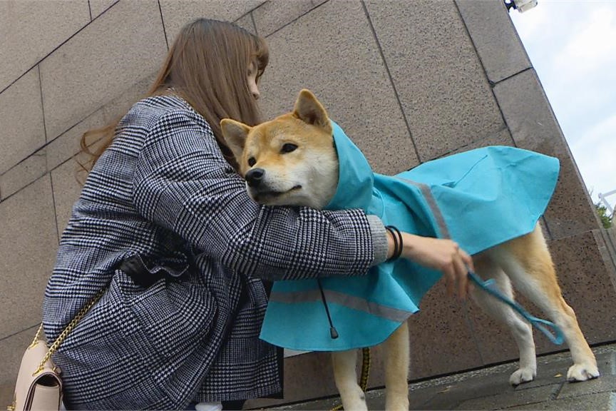快新聞／天氣冷颼颼！　動保處籲飼主替寵物保暖「違規可罰7.5萬元」