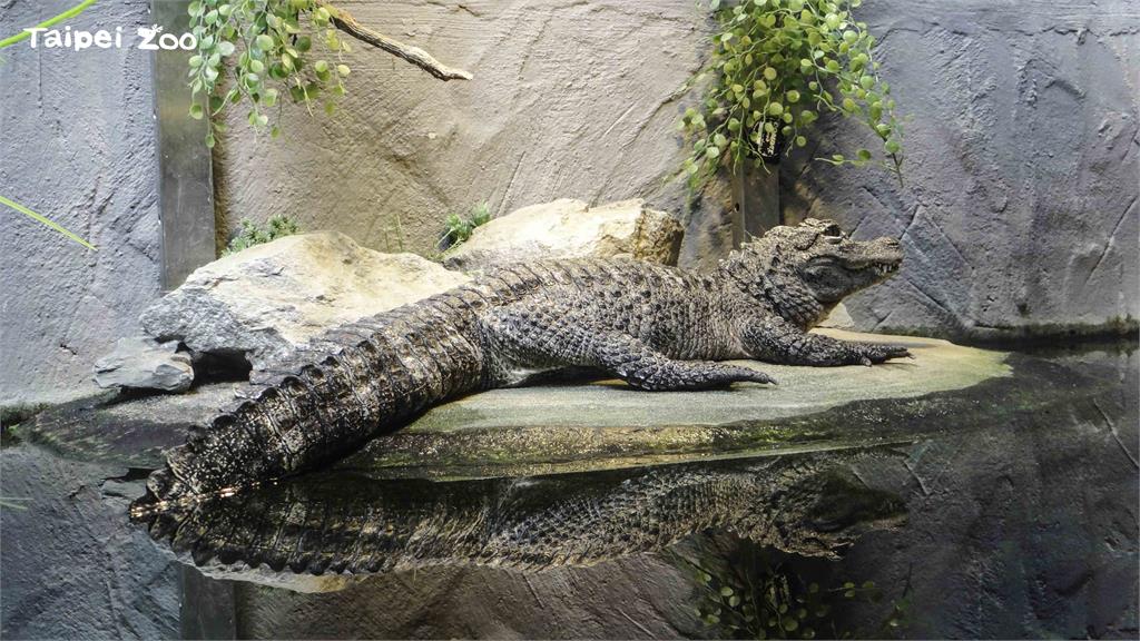 鱷魚都很嚇人？台北動物園「揚子鱷」個性膽小　水下呆萌站立照曝光