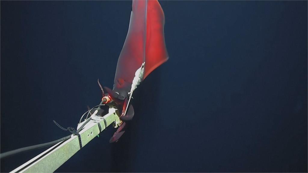 地球最大發光動物之一　科學家罕見捕捉「深海大烏賊」獵食瞬間