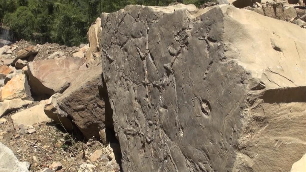 路邊落石藏有千萬年前化石！武陵師生單車環島意外發現