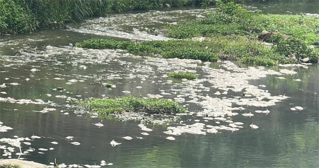 快新聞／基隆鶯歌溪驚見「大量魚群翻肚」暴斃　數量超過1萬尾