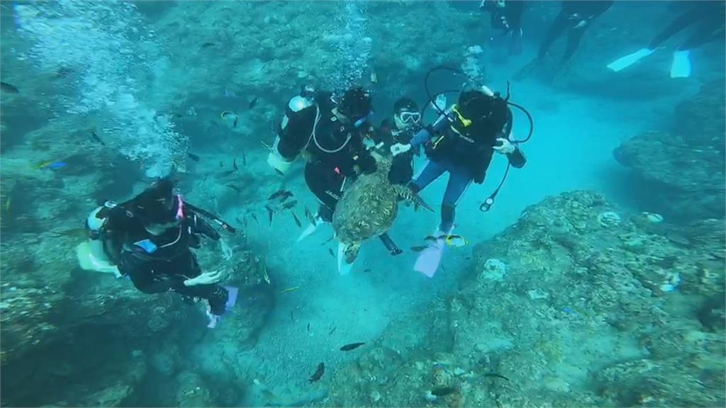 小琉球潛水客餵食海龜 函送偵辦一度辯稱秋刀魚餵魚群 海龜被吸引來