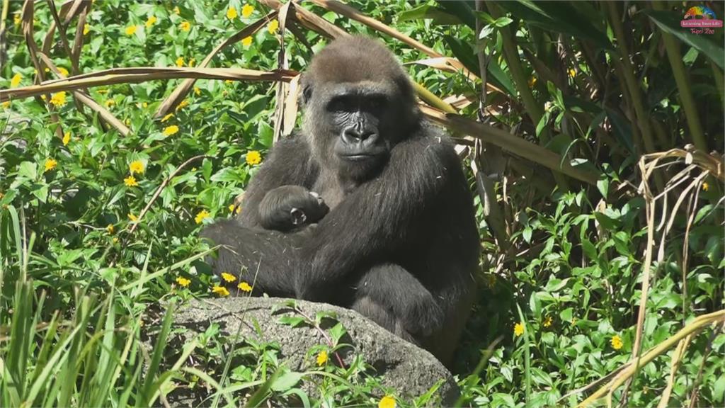 金剛猩猩Tayari生寶寶了！動物園備水果月子餐圓寶頭好壯壯 出生155天體重飆破11公斤
