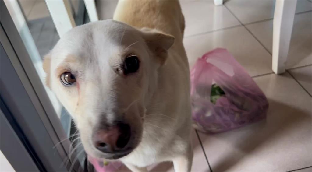 飼主帶危犬杜告犬攻擊路邊流浪犬　竟當幫凶也出手拿木板打狗