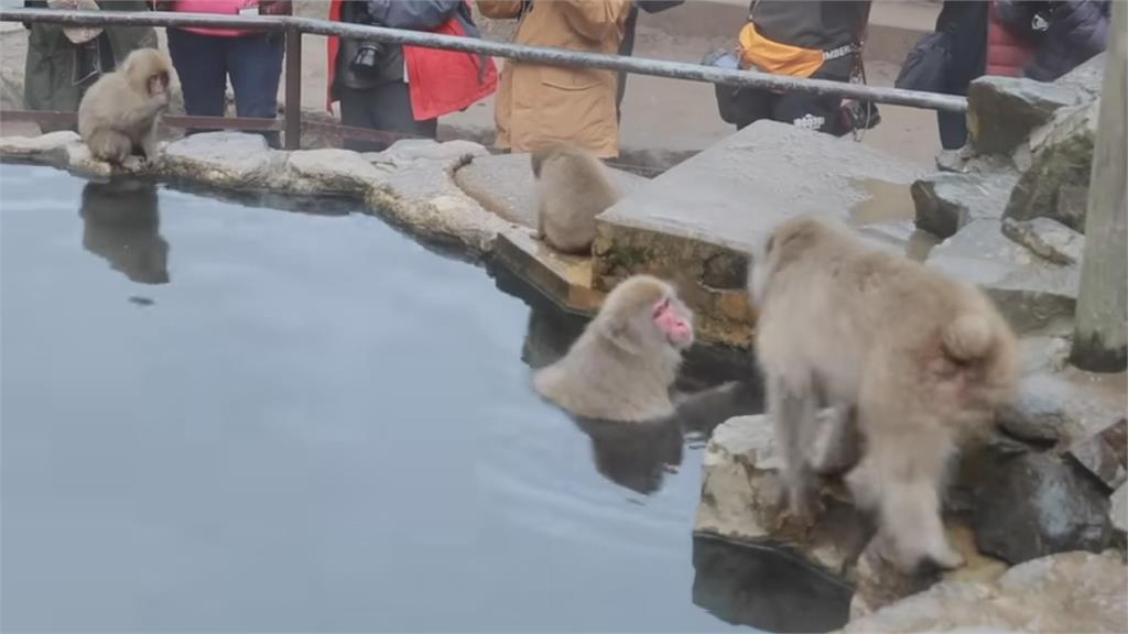網紅初訪「日本野生<em>獼猴</em>溫泉區」　見猴群泡湯享受模樣大讚：太療癒