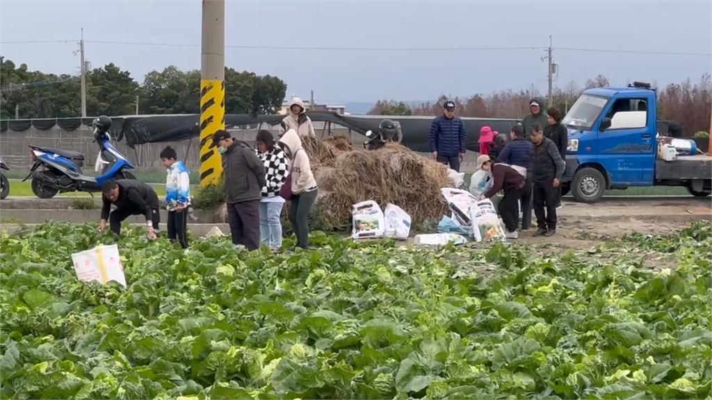包心白菜任你採！1顆只要10元　體驗「一日農民」收割樂