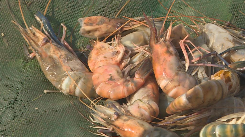 慘！嘉義魚塭泰國蝦受寒全凍死　70歲老漁民欲哭無淚