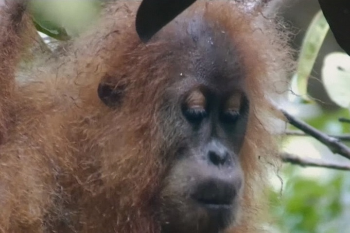 新品種紅毛猩猩「打巴奴里猩猩」在蘇門答臘發現 全世界僅800隻