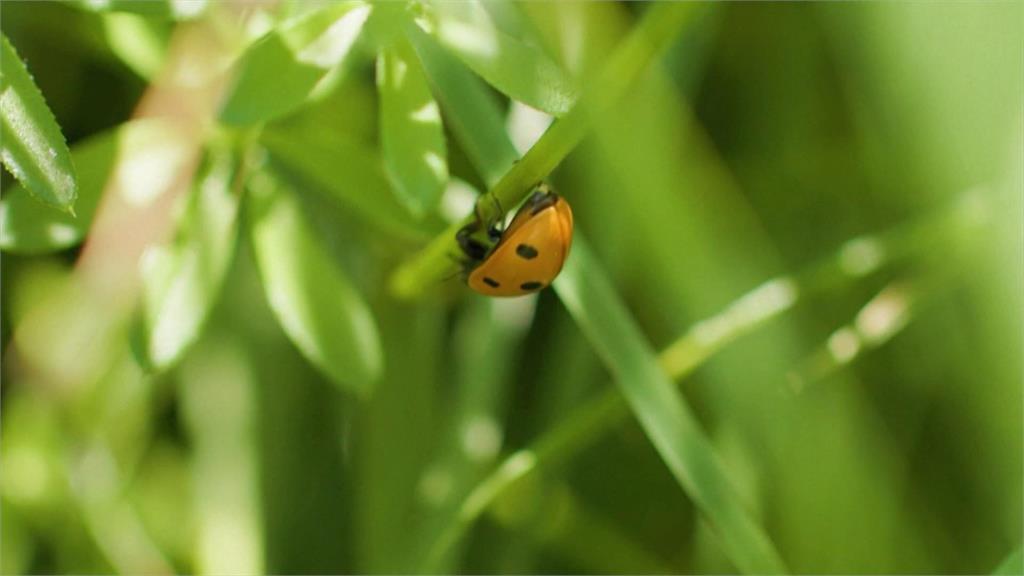 英國業者改造廣告看板「小空間」　種植原生花草增加生物多樣性