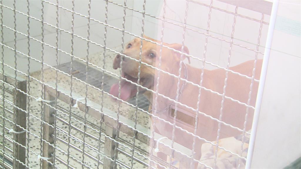 11天內二度攻擊！比特犬Lucky遭沒入　安樂死、開放領養待評估