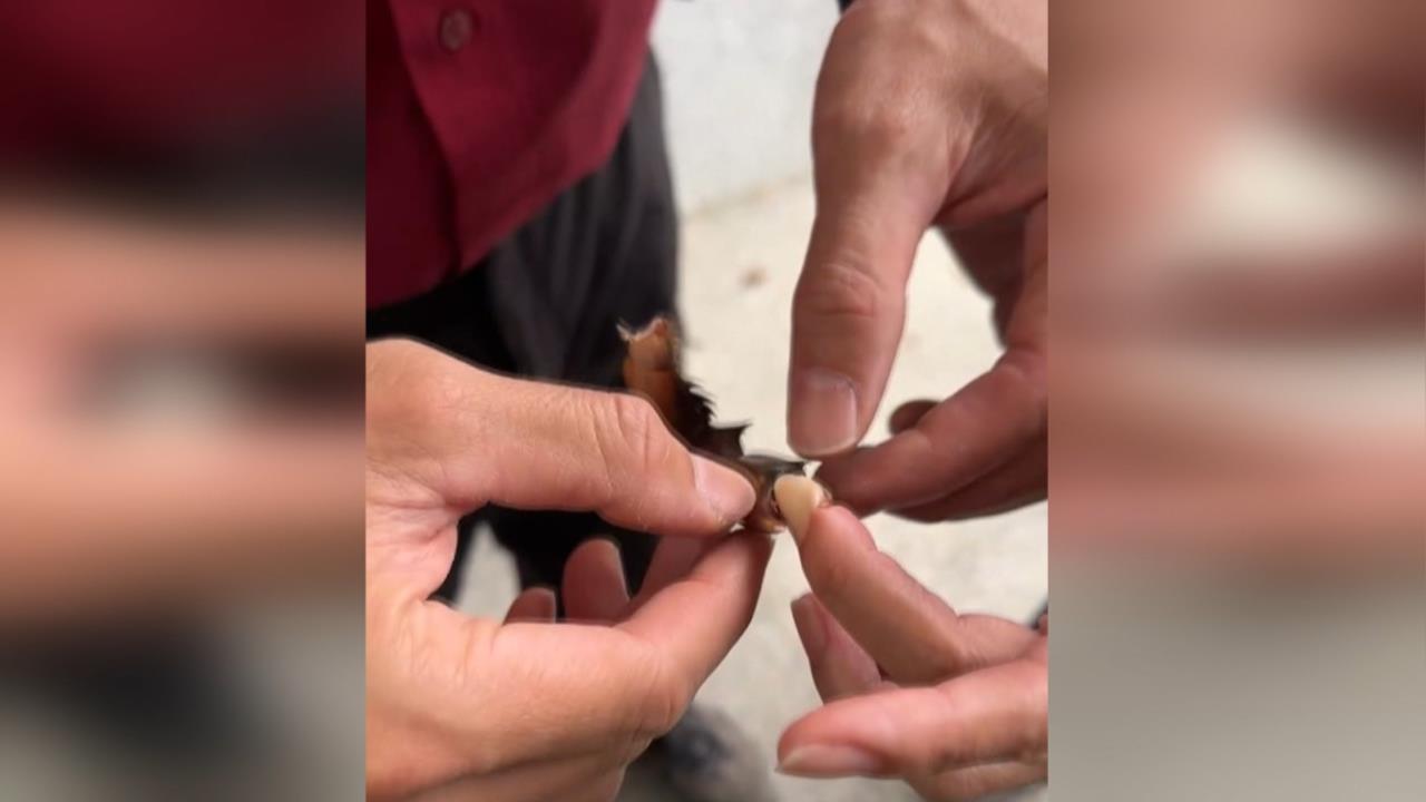 料理螃蟹要小心！婦人遭蟹螯夾手指　消防徒手扳開成功救援