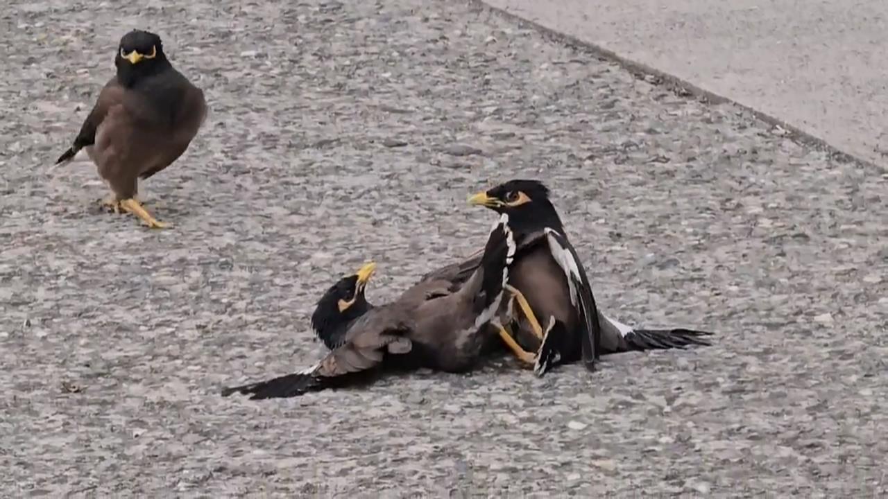 「鳥界擂台賽」屏東盛大登場？　八哥街頭開打！吸引圍觀也不怕