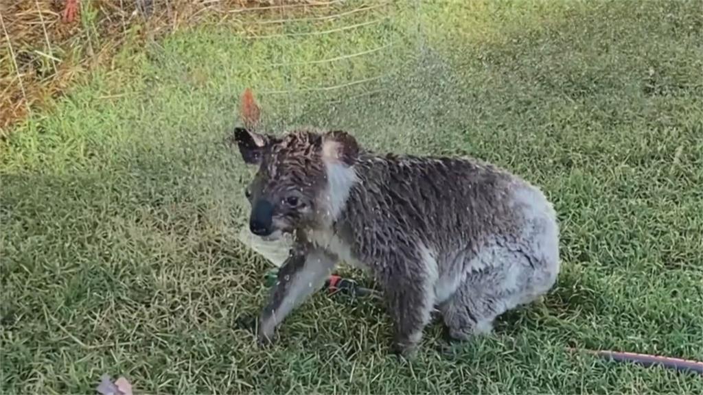 澳洲熱浪來襲 無尾熊灑水器前沖涼喝水