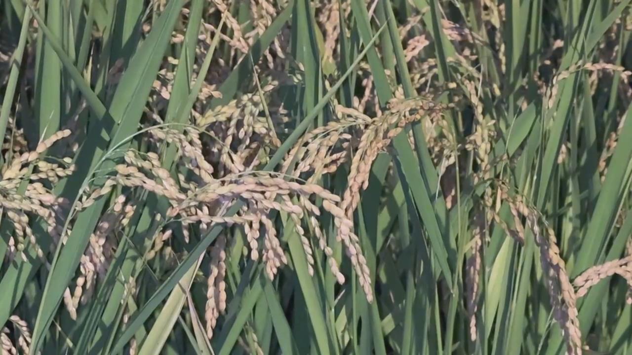 巴威來勢洶洶！苗栗稻農連夜搶收　烘稻機２４小時不停機