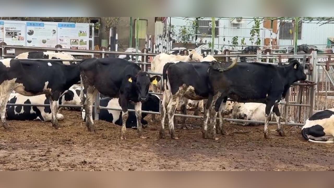 六隻乳牛「揪團」摸黑出走　凌晨逆向跑馬路上險象環生