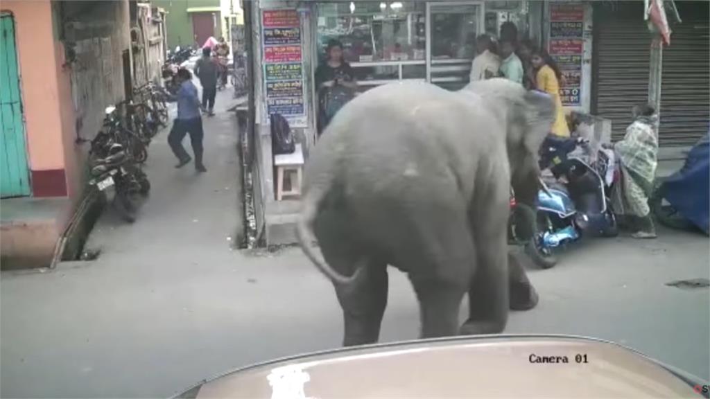 只差一步！大象闖入市區「失控衝刺」民眾狂逃險遭踩　30秒暴走畫面曝
