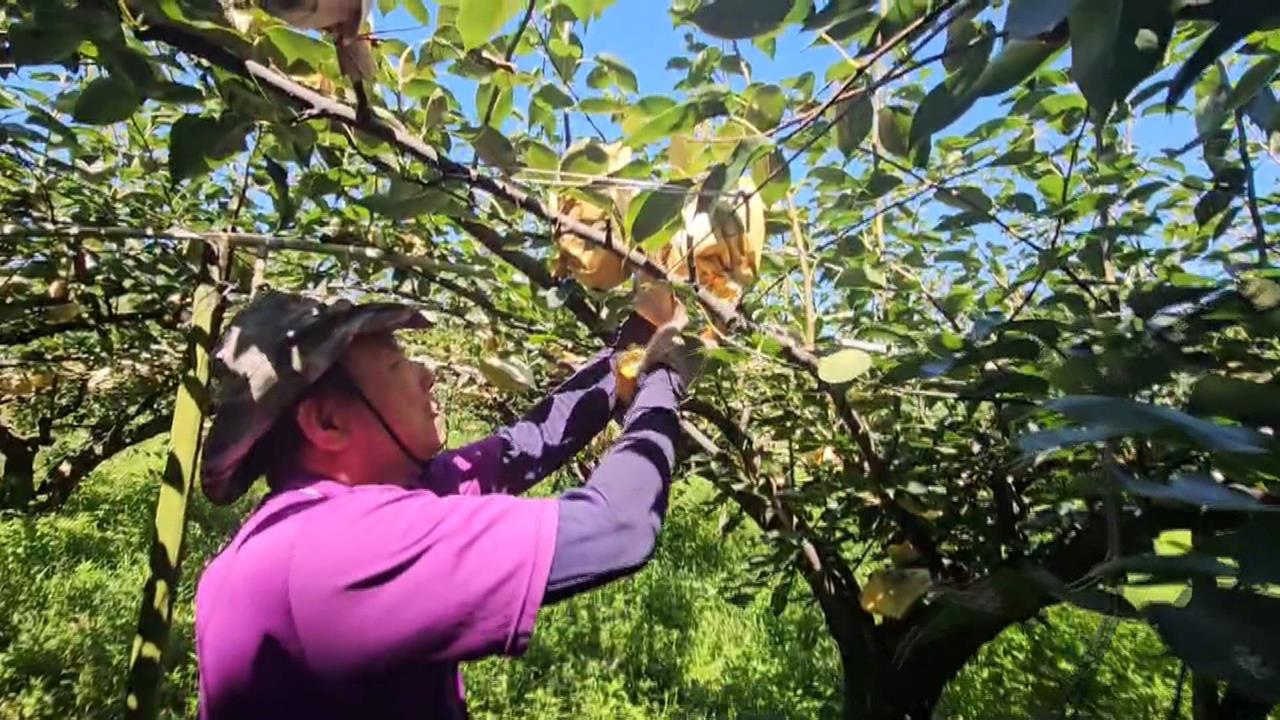 巴威颱風來勢洶洶　宜蘭三星農搶收農作物